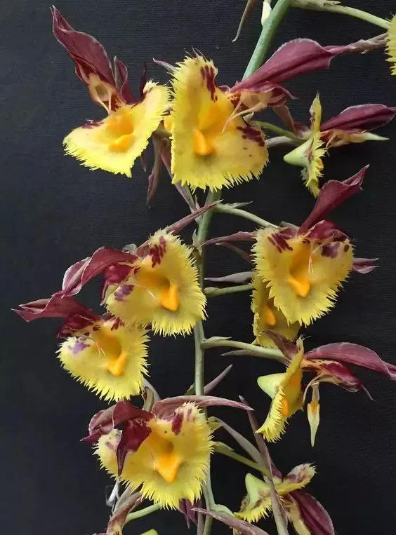 矮种兰花图片欣赏,写意兰花作品欣赏