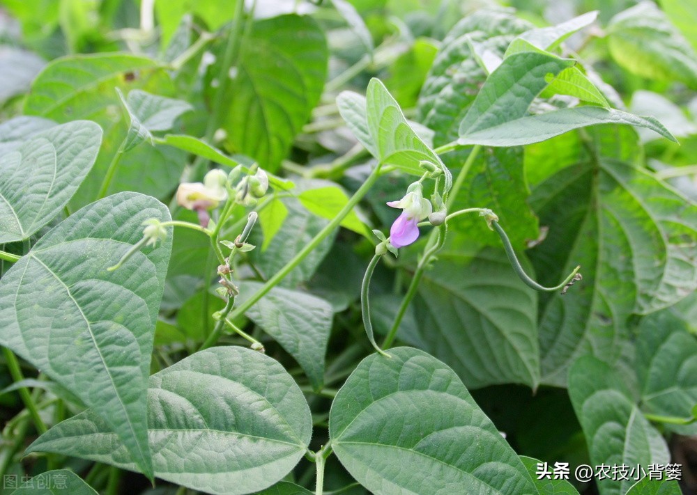 绿豆种植方法及种植时间,绿豆怎么种植和生长过程