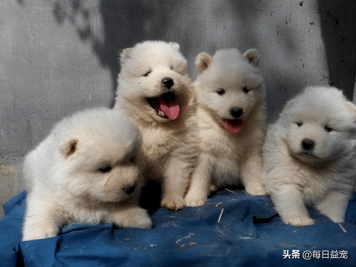 狗狗刚出生是白色的慢慢发黄,狗狗刚出生能看出是什么品种吗