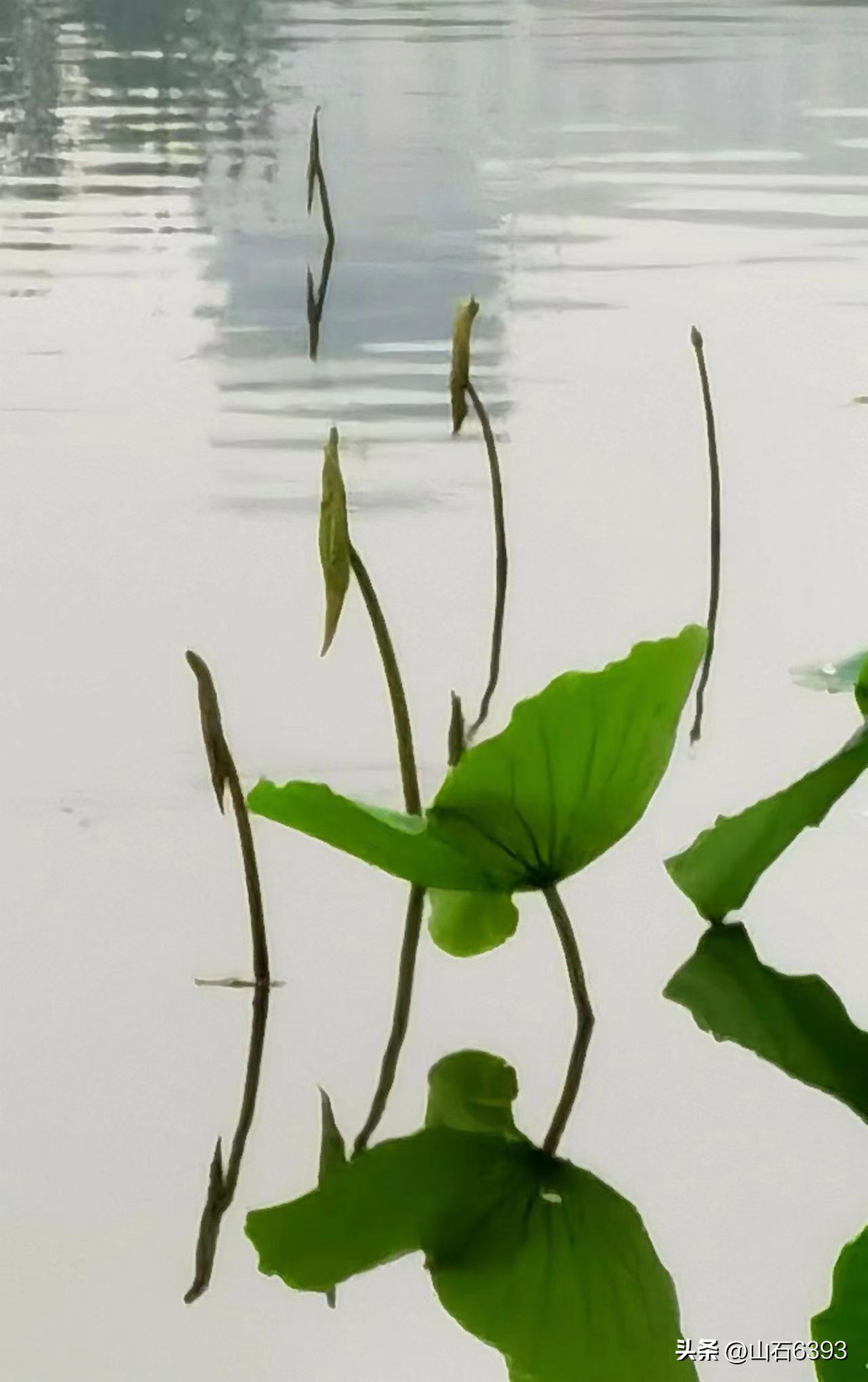 「战友美拍」“荷颂”系列17:陶俊峰的《荷叶之美》