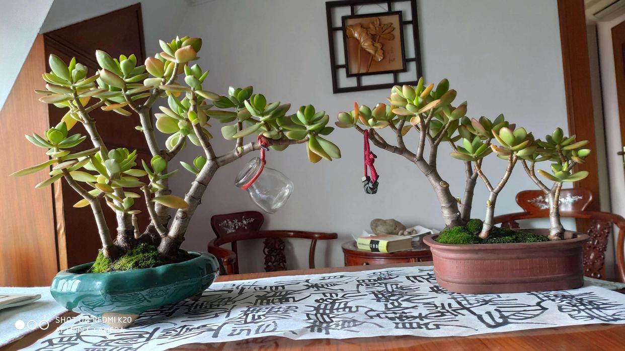 老人说，客厅见树，10家有9富，说得是真的吗？推荐9种吉祥树