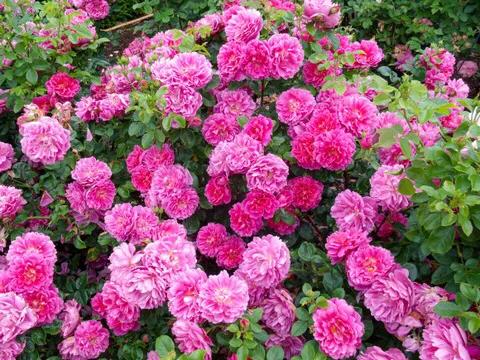 安妮公主月季优缺点,安妮公主月季耐热