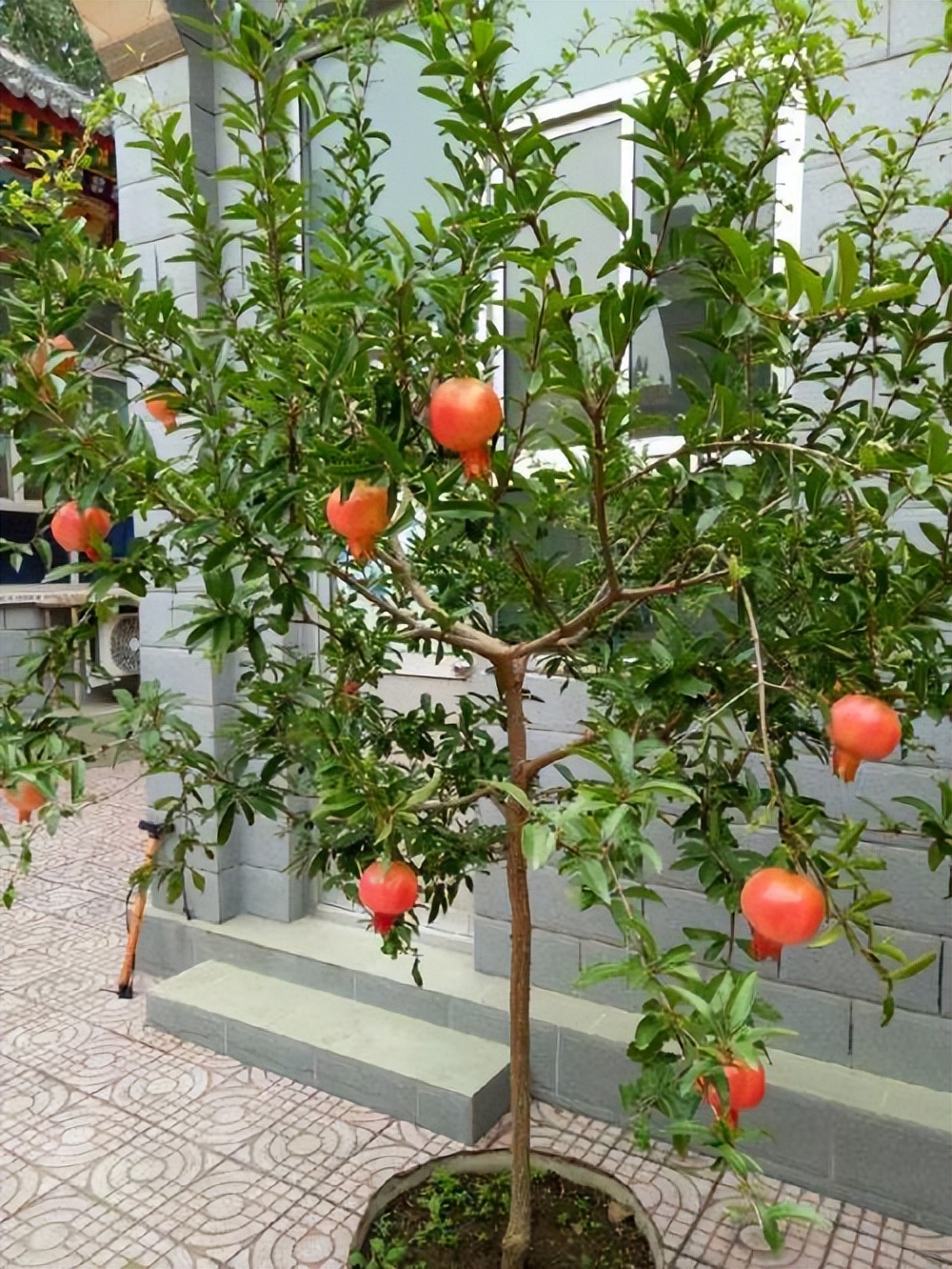 家门口种什么果树最好最旺财,客厅种什么果树旺宅还好养