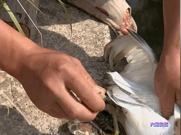 现实版鹬蚌相争蚌夹住小鸟脚,现实版鹬蚌相争河蚌夹住小鸟脚