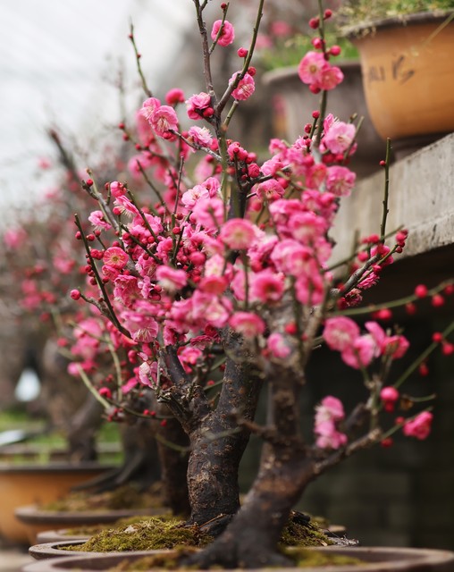 想要在家一年四季都看到花怎么种,怎么样种一年四季都有不同的花