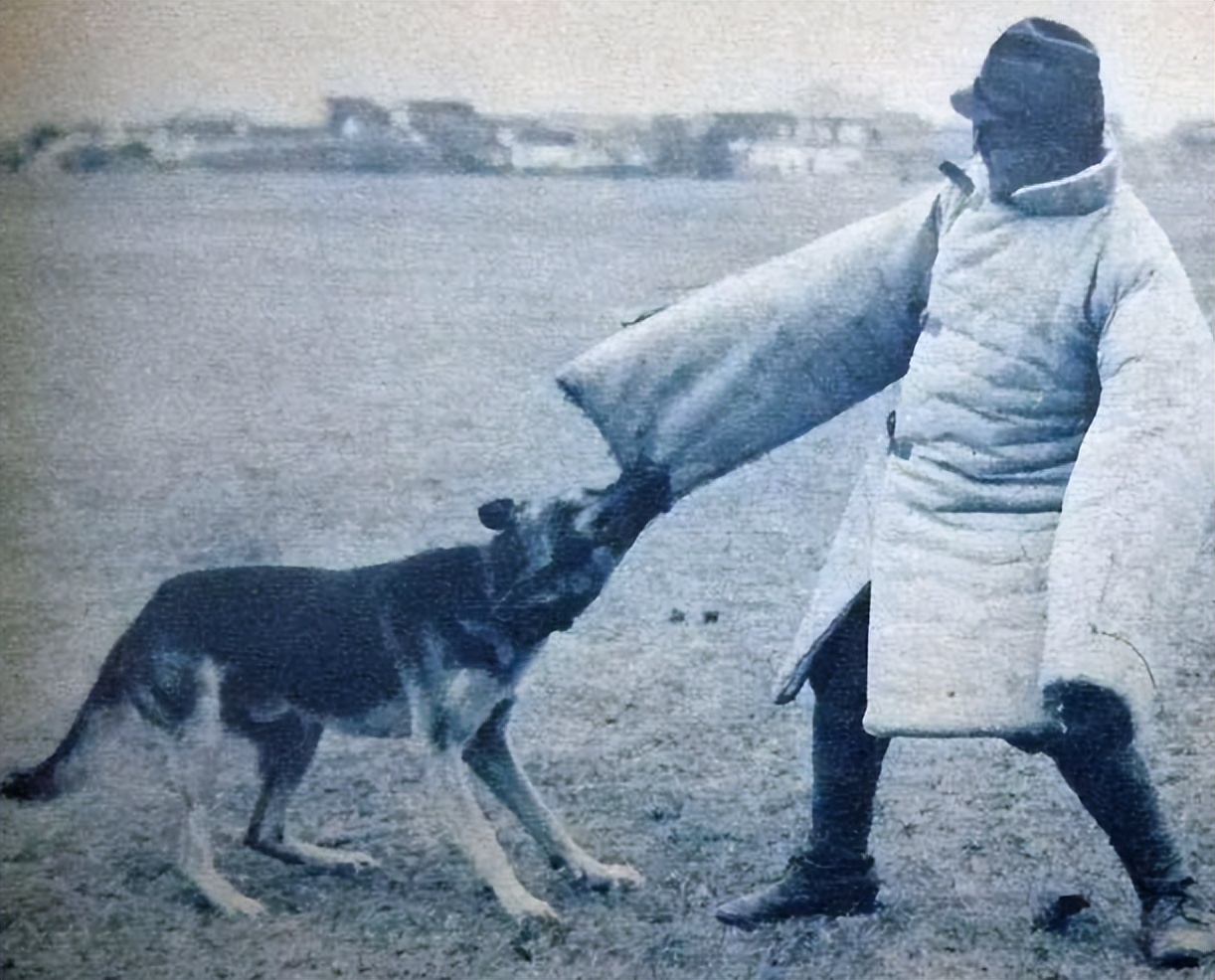 1939年鬼子狼狗部队“无人可挡”,董翰良训化中华田园犬,轻松制服
