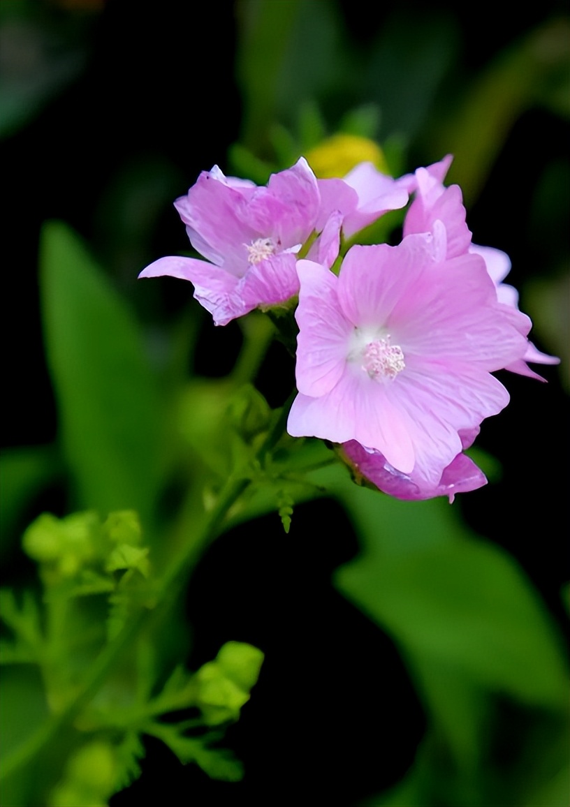 关于蜀葵的诗词名句,蜀葵花的古诗句