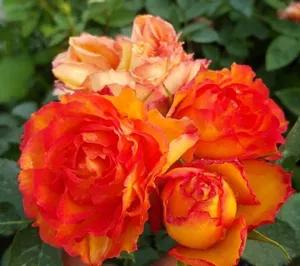 月季美图100张,月季花唯美高清图片大全