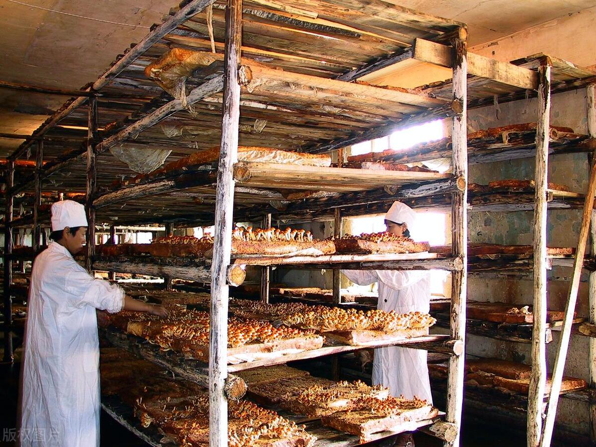 天天食安行——菌菇培育过程中使用臭氧的优势