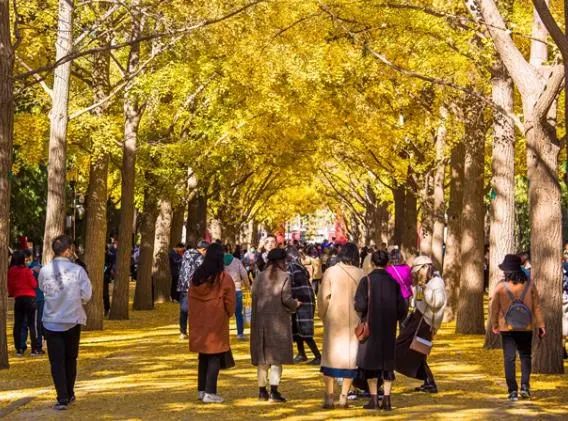 最值得带父母去旅游的地方,值得带父母去旅游的地方