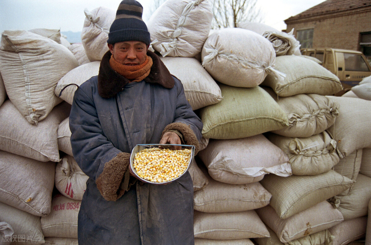 玉米“疯狂”涨价，年前会不会有“大坑”？12月1日全国玉米价格