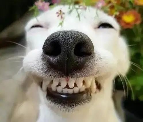 狗狗为啥乱咬东西搞破坏,怎么纠正狗狗乱咬东西