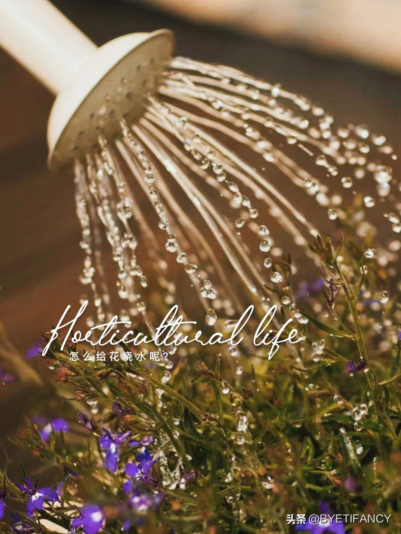 小红给花浇水,冬季怎样给花浇水