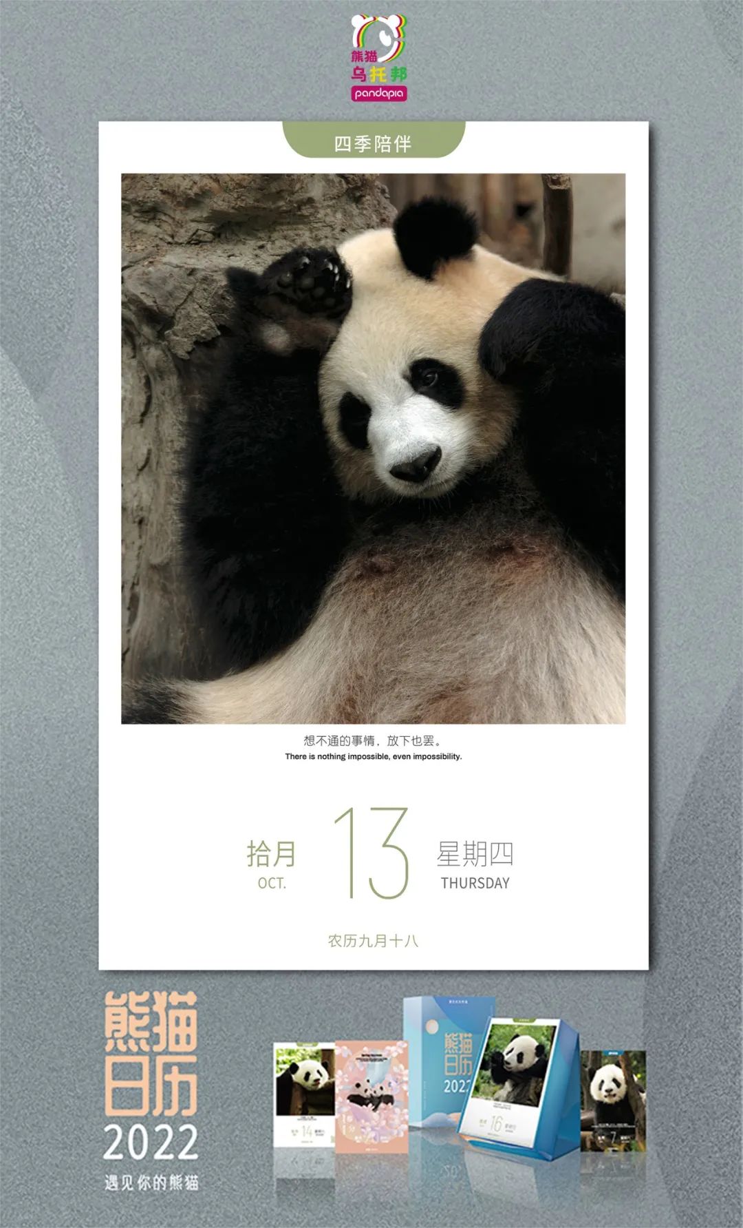 冬季保暖熊猫,呆萌可爱熊猫过冬