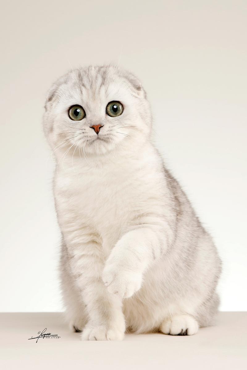 纯种猫咪有哪些颜色,纯种宠物猫有哪些品种