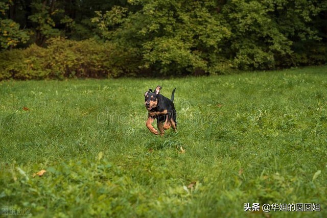小区养大型犬报警怎么处理,物业不管养犬怎么处罚