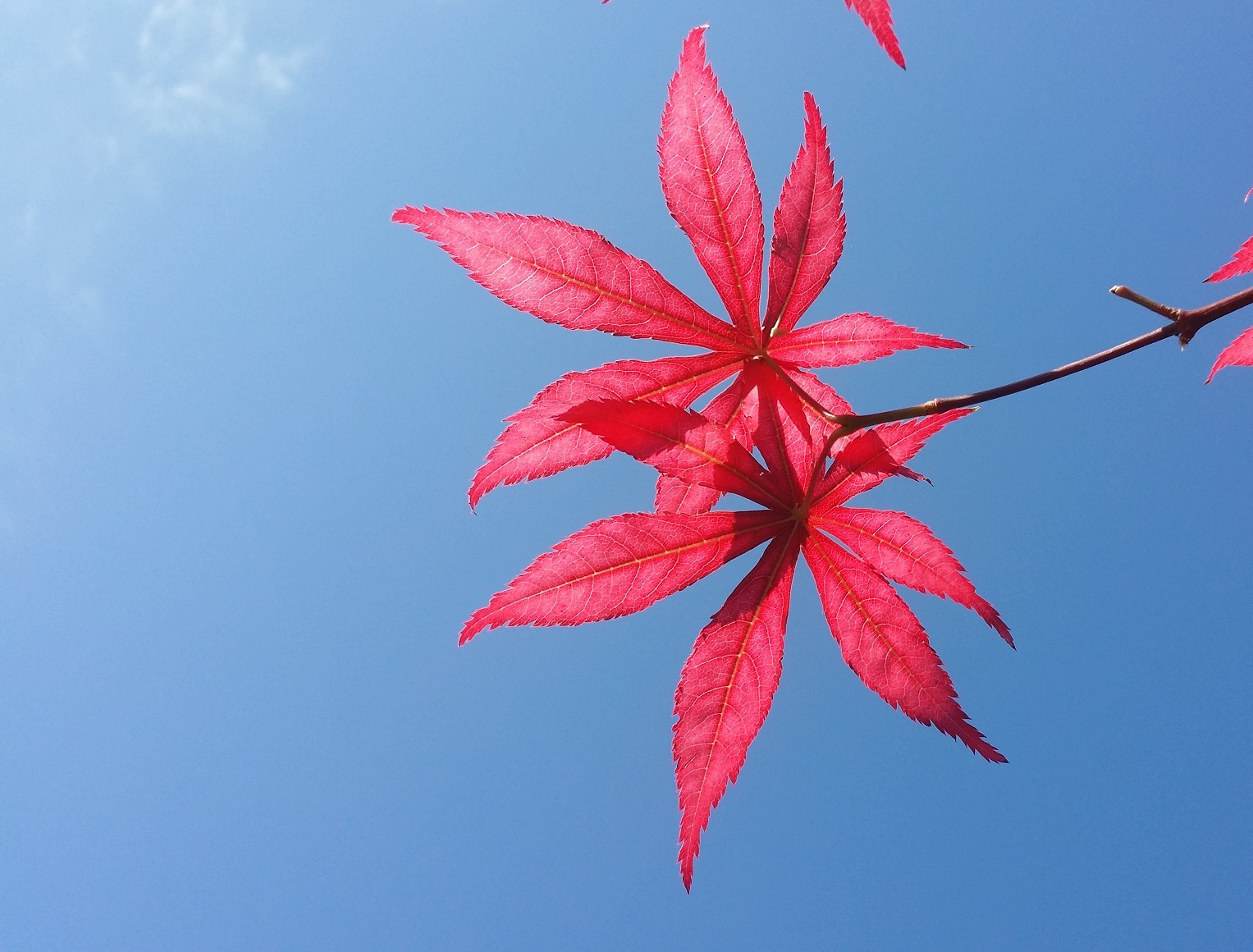 利：莫忘“禾”字旁边一把刀/孔明