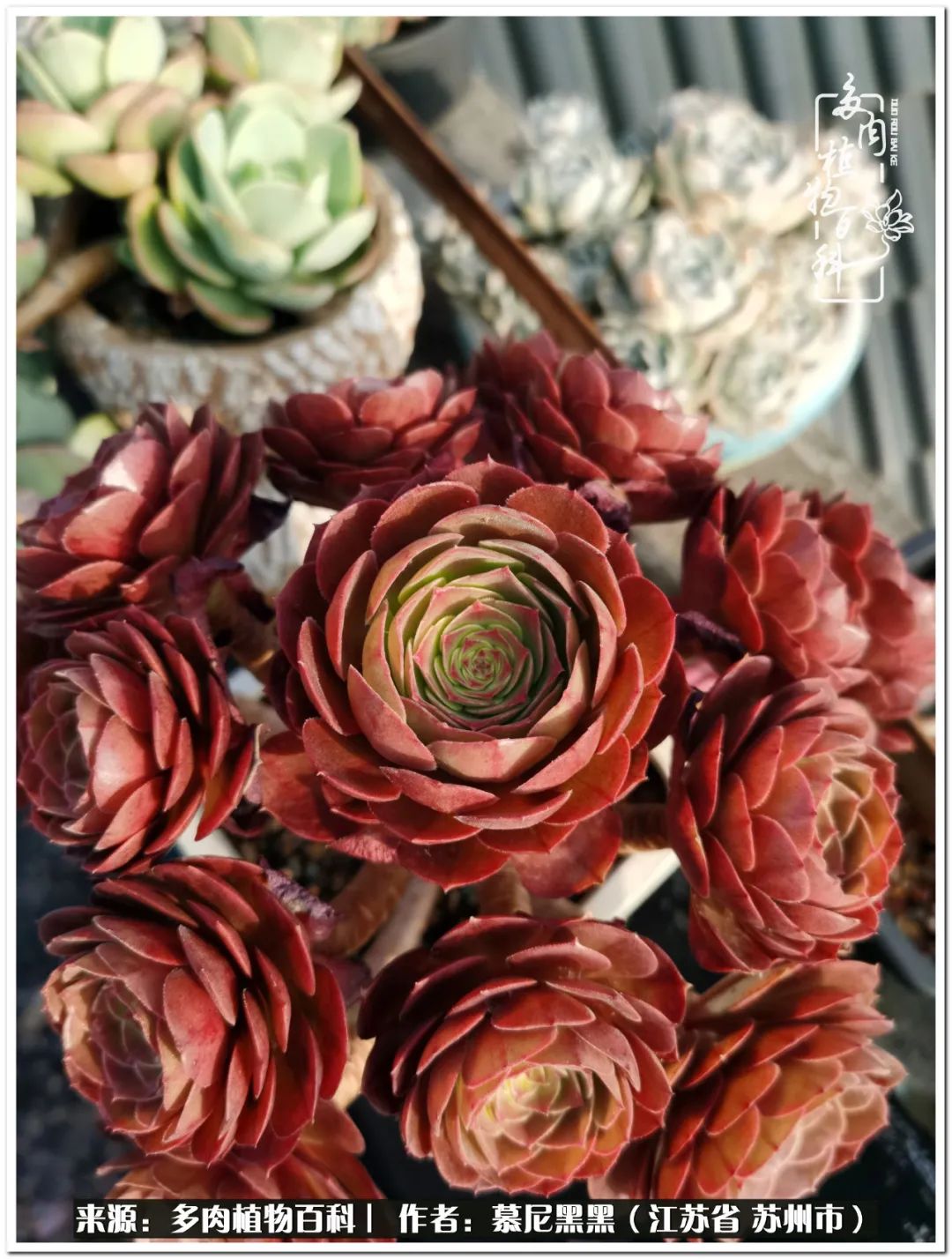 生活需要三分甜,生活需要一半禅意一半烟火