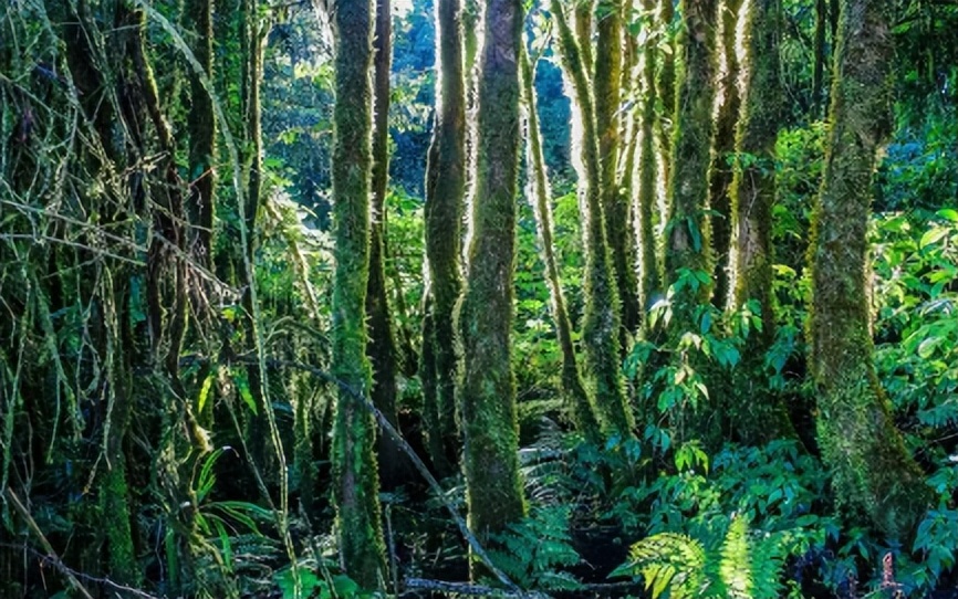热带雨林是地球之肺教学视频,热带雨林是开发还是保护