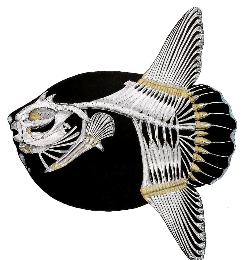 海洋里翻车鱼被吃了一半还能活吗,海中自助餐