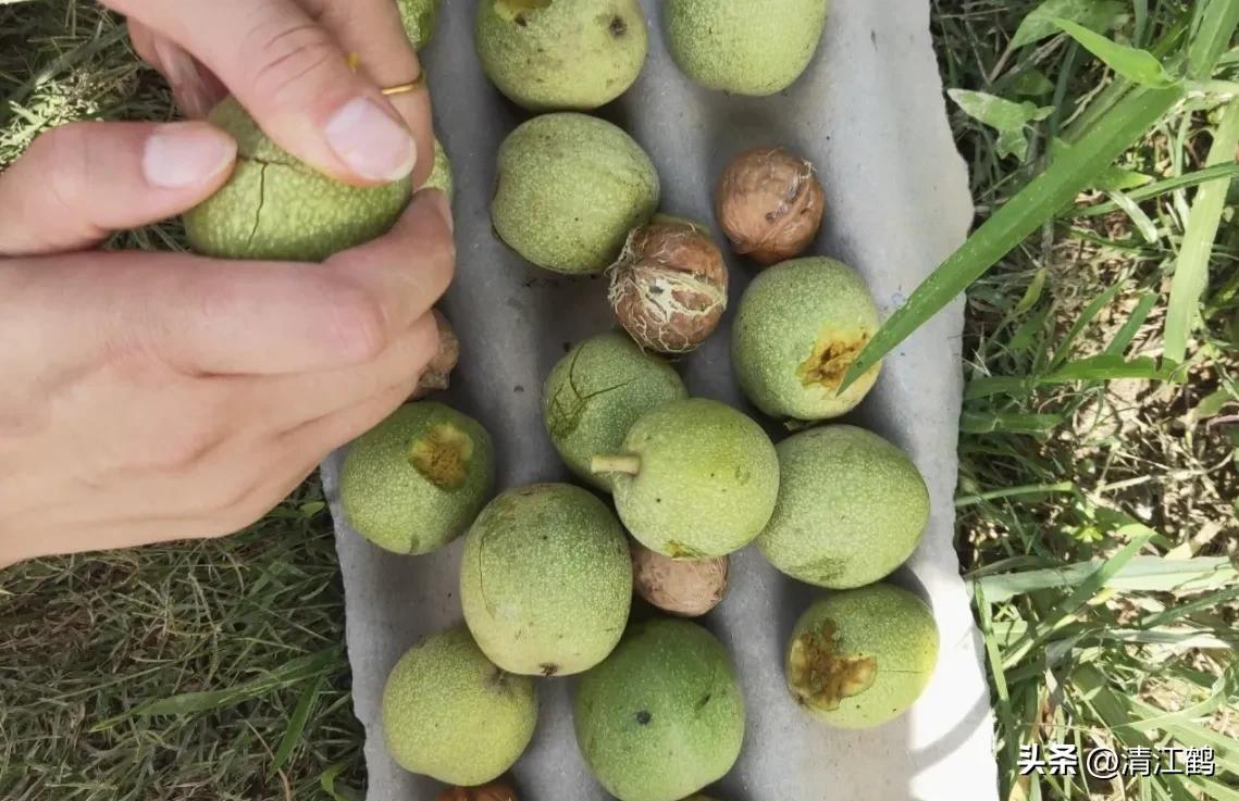 新栽核桃树苗怎样提高成活率,春栽核桃进入六月份为什么不旺