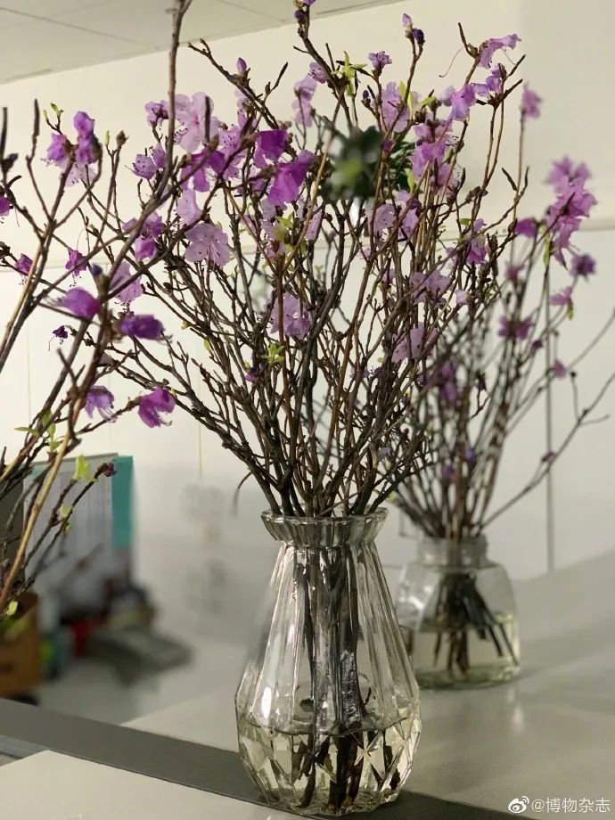 这种花千万别养,这种花有毒不要用手碰它