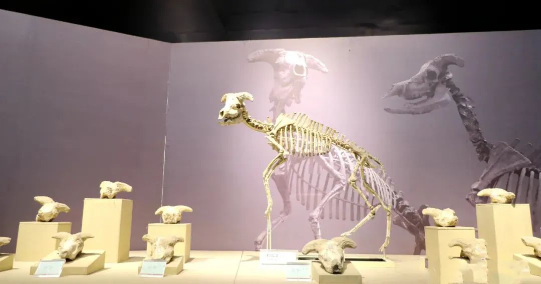 速收！兰州出发，临夏太子山旅游大通道及3-5日大环线自驾游攻略！