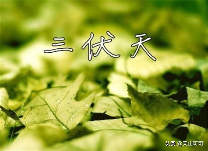 伏天适合喝哪种菊花,夏季喝干菊花冬天喝什么