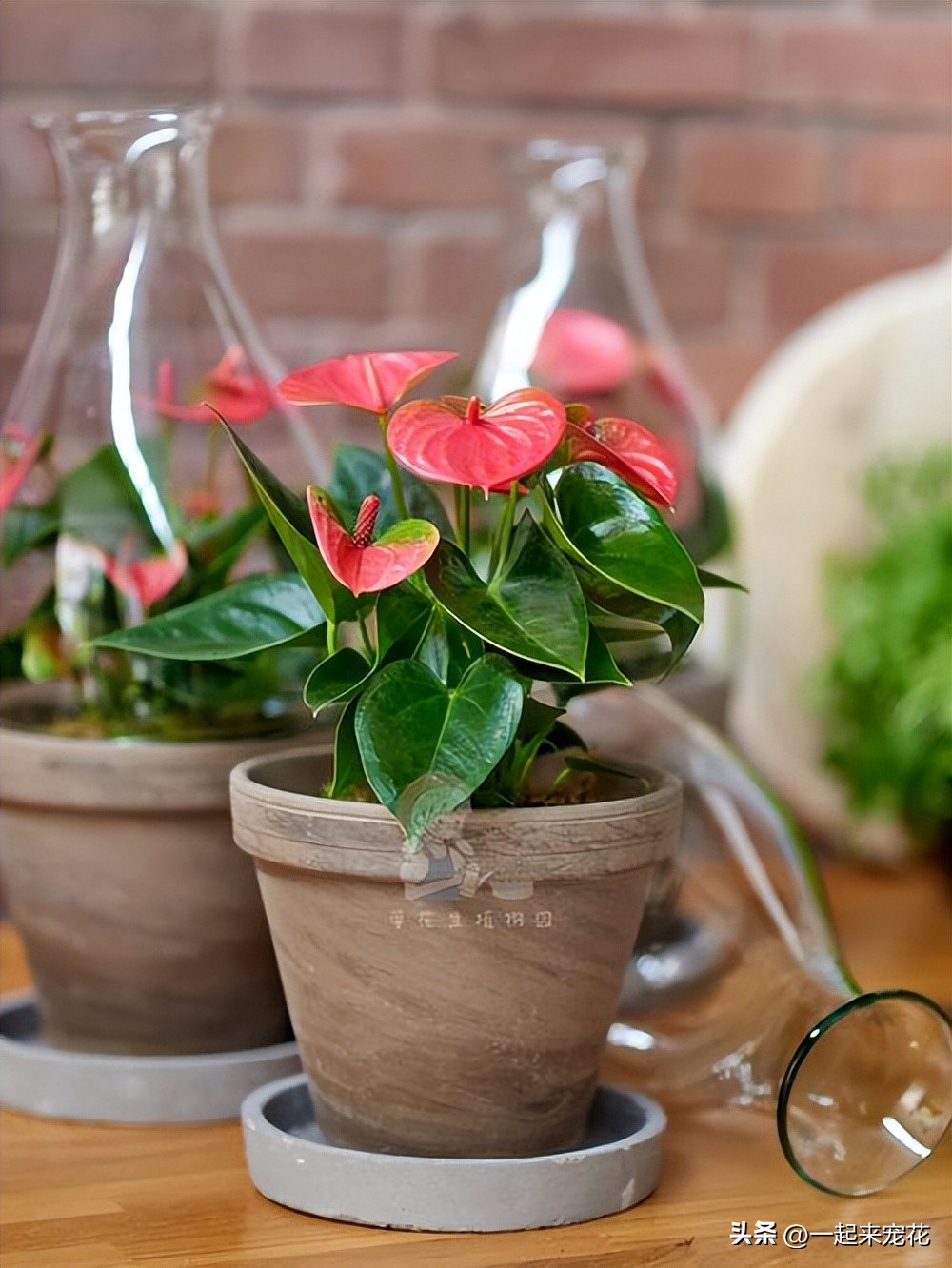 4种花好养易活开花漂亮,6种非常漂亮的花好养易活