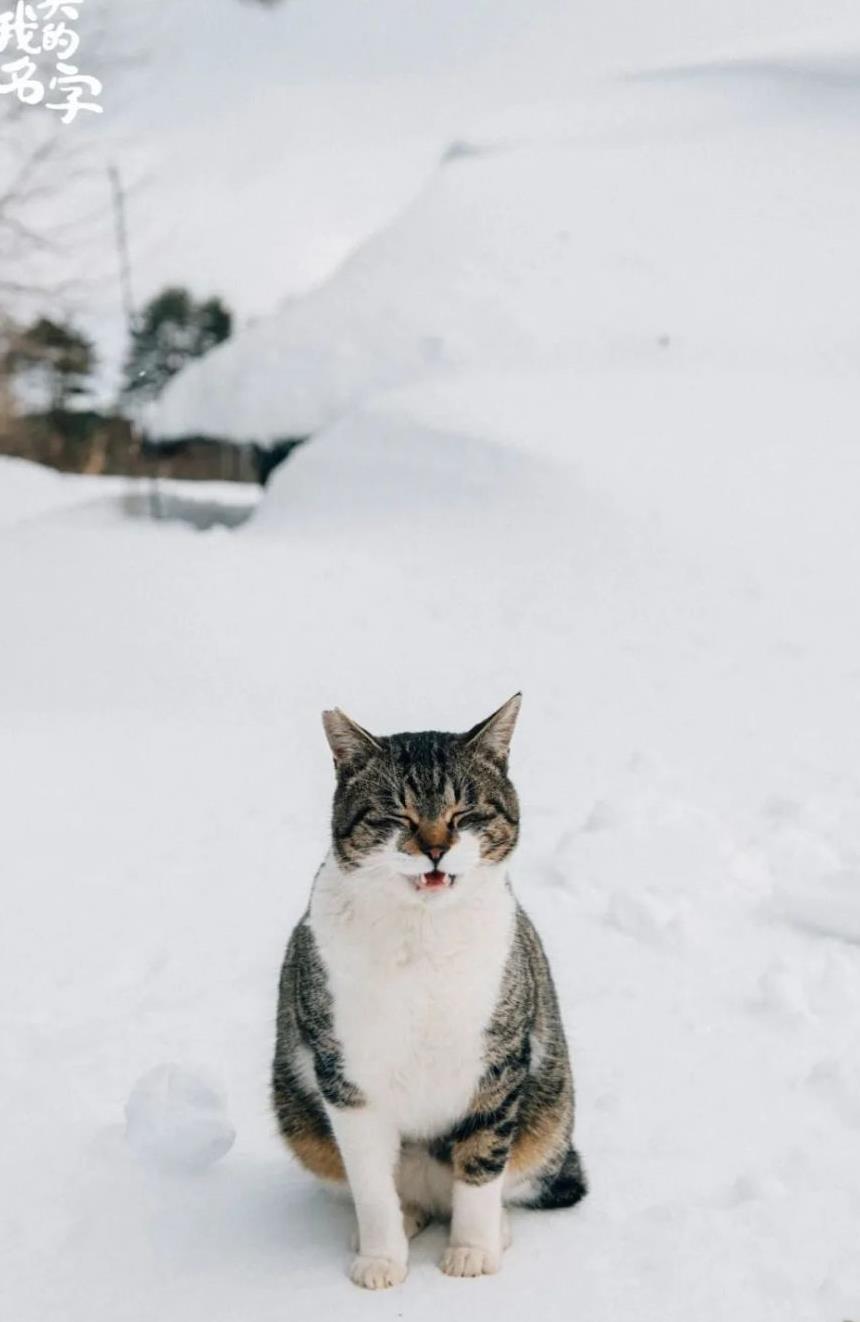 往返福岛11年，他拍下*污染核**区被遗弃的数百个毛孩子故事