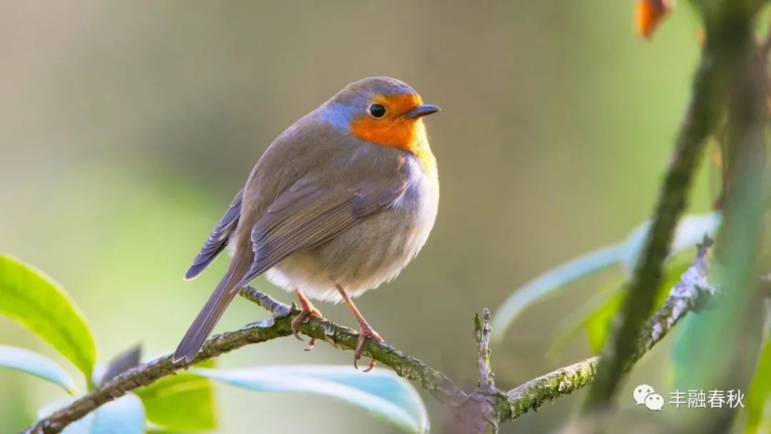 关于清明节的古诗词大全精选,有关清明节的古诗词集锦