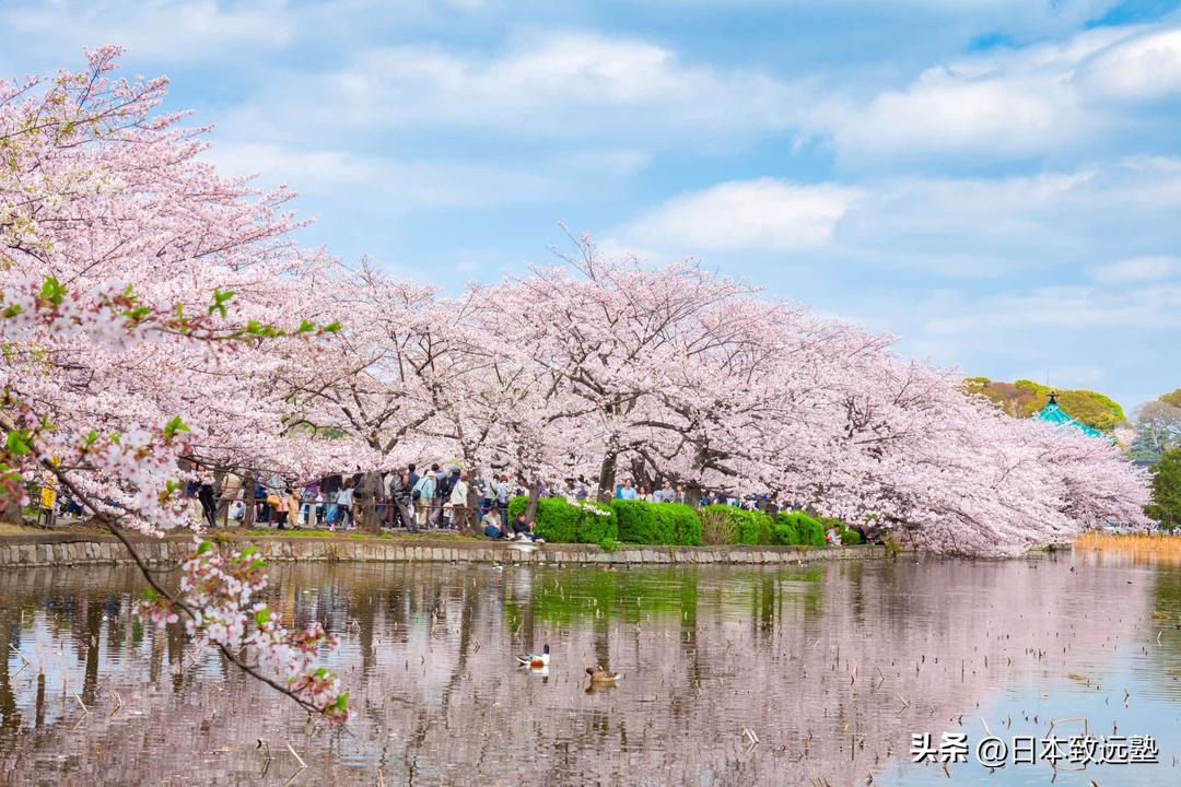 日本樱花季赏樱攻略,2020年日本樱花季赏樱攻略出炉