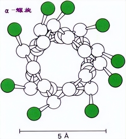 海洋动物体内的原肌球蛋白含量，是否会引起人体食物过敏？