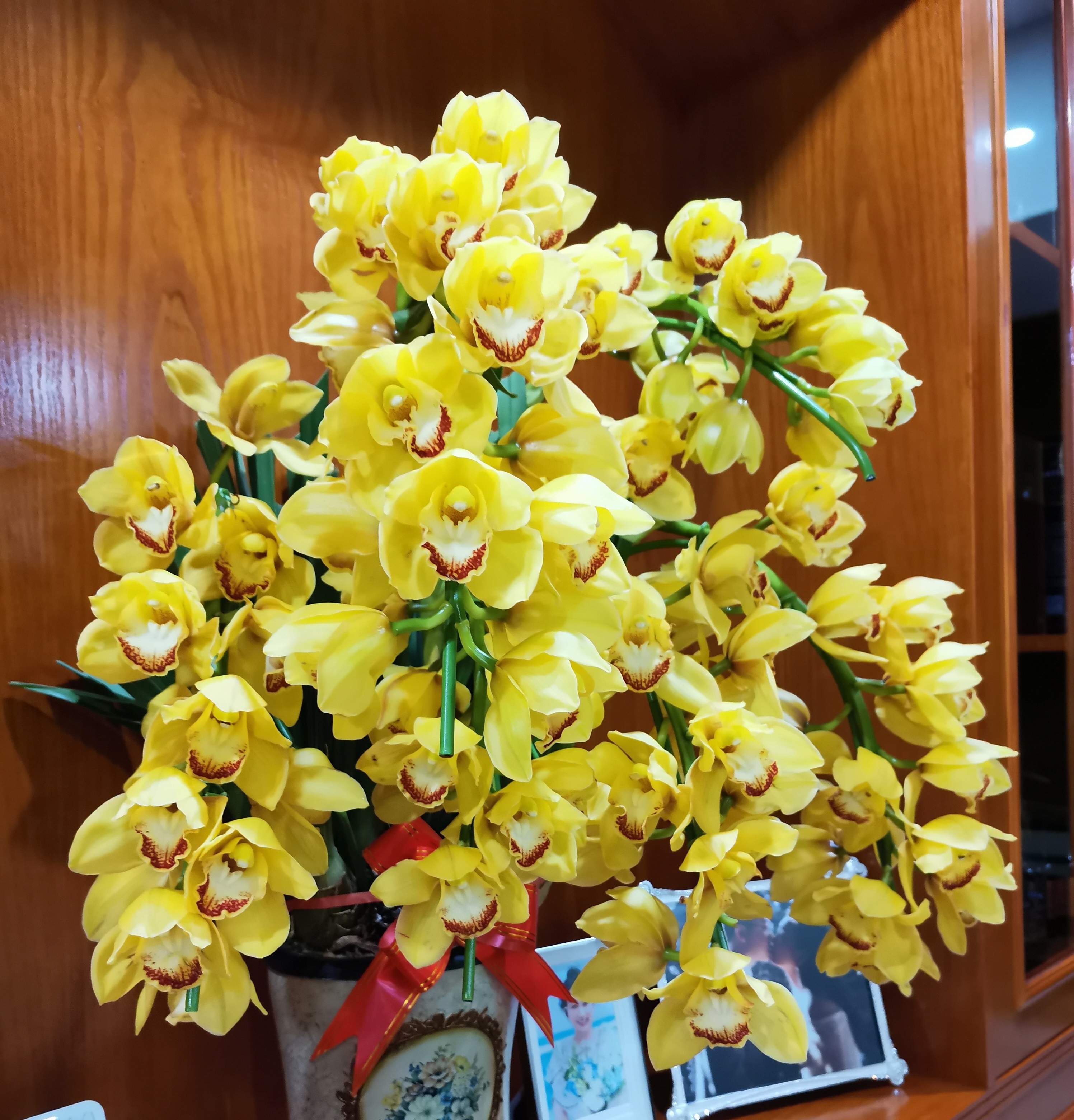 快过年了，家里可以养盆“黄金岁月”，美丽又喜庆，花香熏满屋