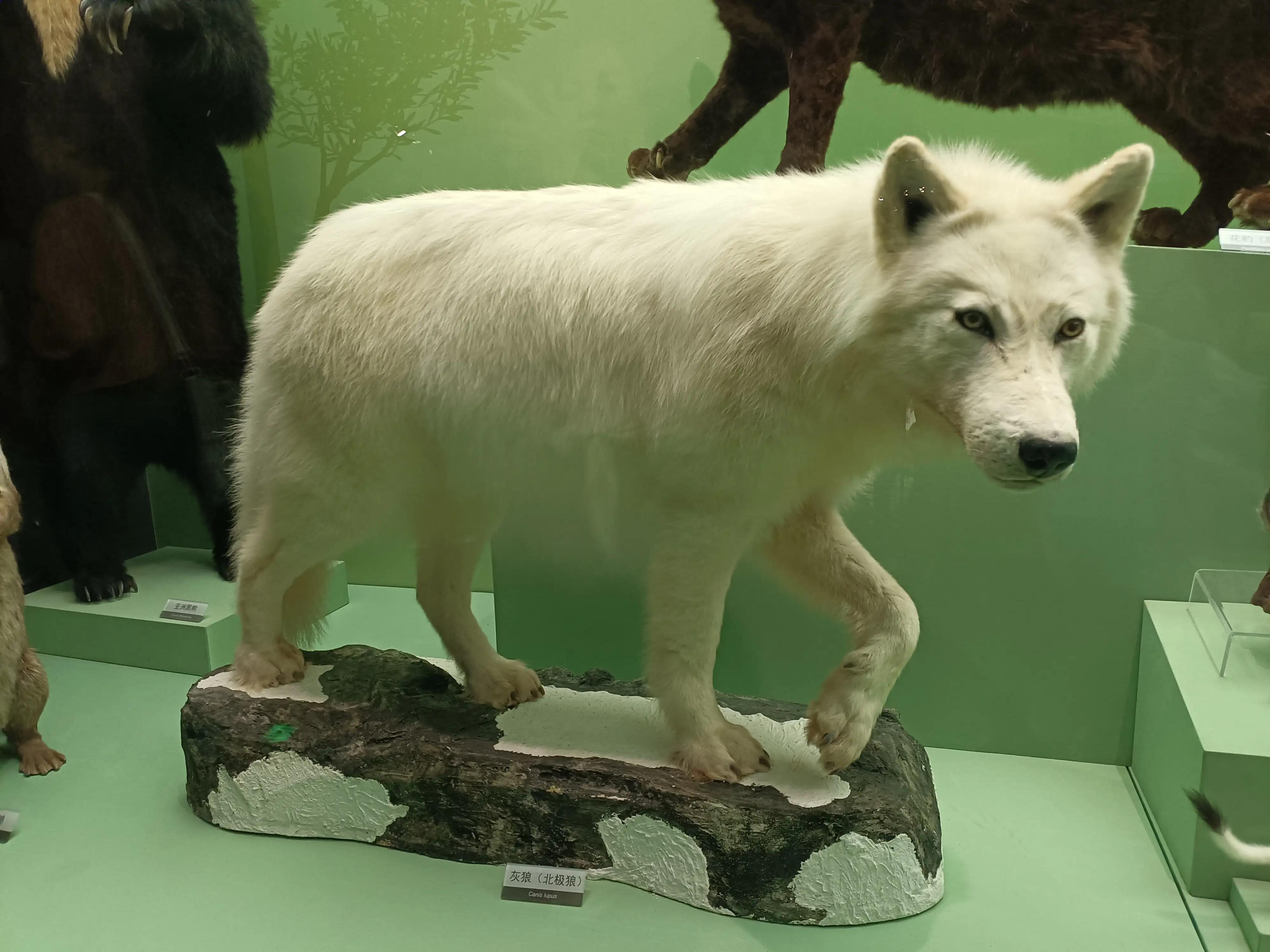 成都自然博物馆要钱吗,成都自然博物馆免门票几天