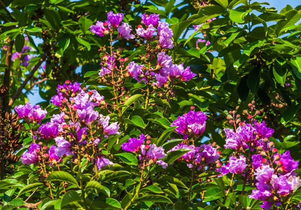 最美紫荆花海,紫荆花海图片欣赏