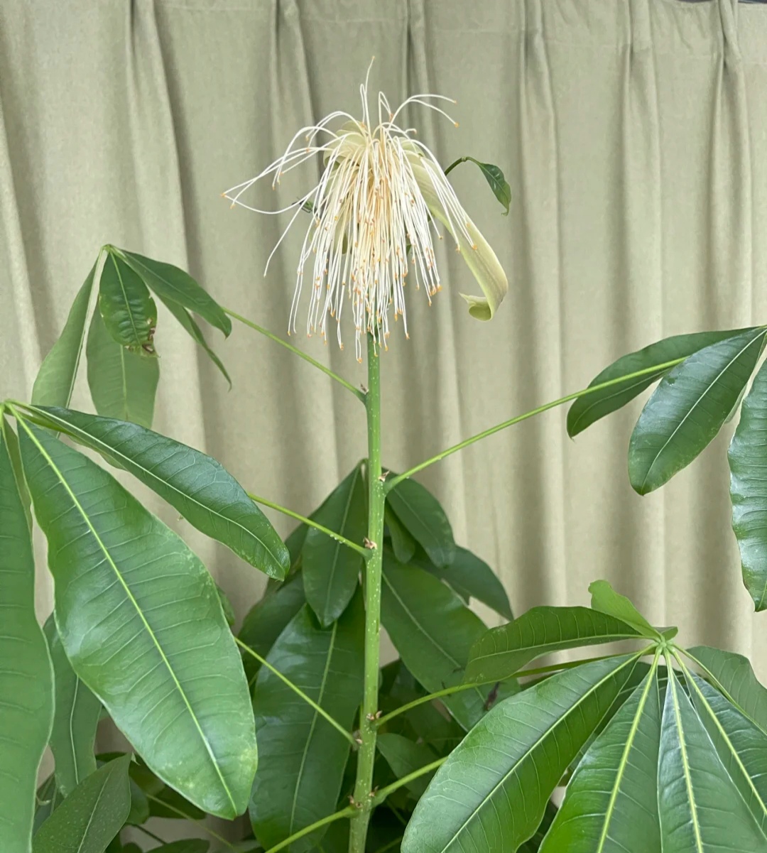 好看的花养在家里心情美美哒,家中养三种花养人旺家