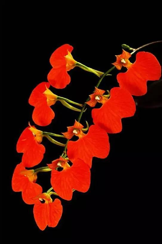 矮种兰花图片欣赏,写意兰花作品欣赏