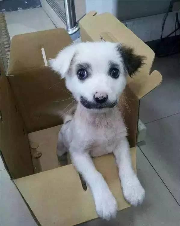 狗子毛色发亮,狗子毛色发红