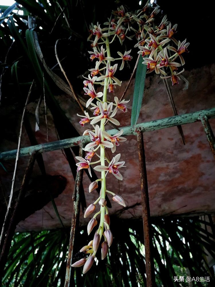 带你认识中华兰花纹瓣兰,顶级纹瓣兰图片