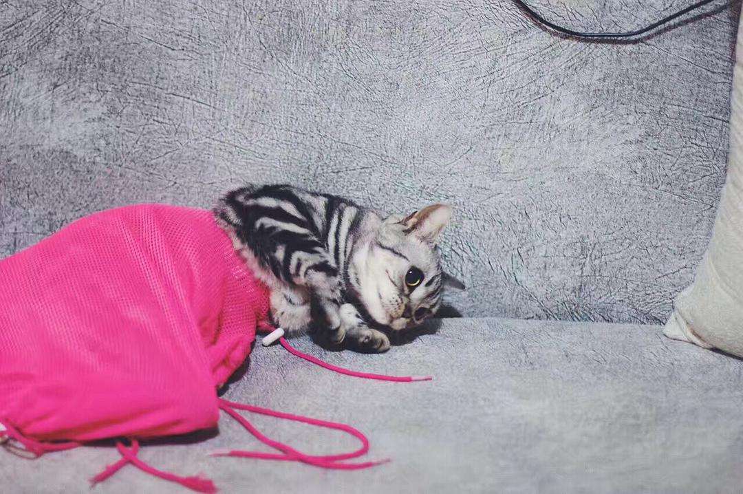 三种最不好养的宠物猫,哪种宠物猫不建议养