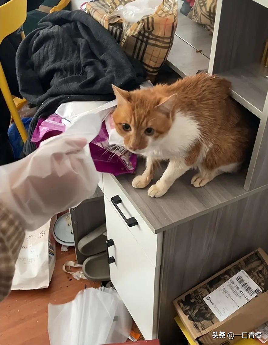 四川女子上门喂猫,女子兼职喂猫遇骚扰