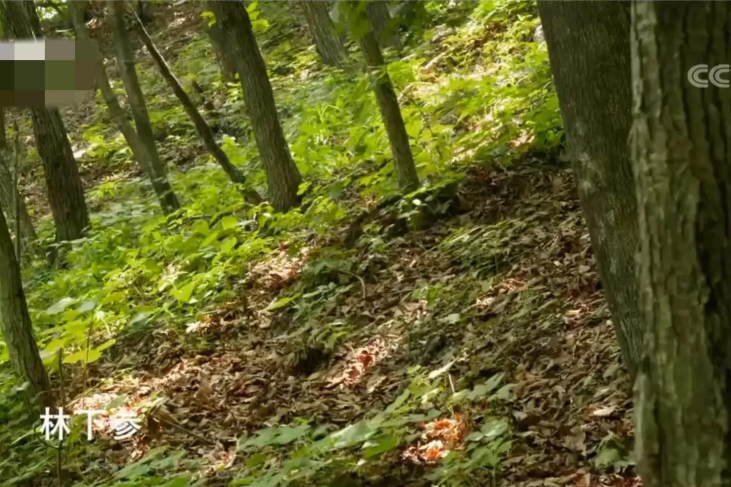 山地果园种林下参合法吗,山林地出租种林下参多少钱一亩