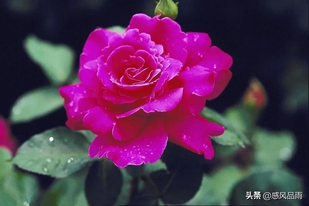 九十九朵美丽的国花送给你