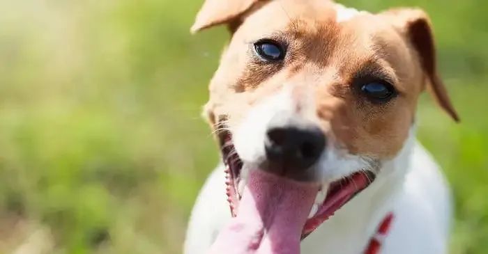 狗狗跑两步就气喘吁吁直接趴下了,狗狗气喘吁吁是什么原因