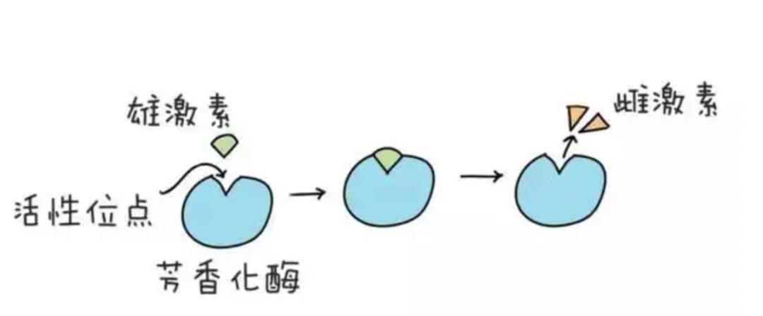雌激素低长期补充雌激素有啥后果,雌激素不足会引起什么雌激素少