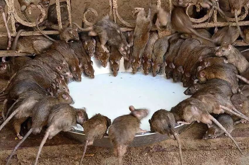 知道吗？拼命赚钱的你，和老鼠、蝗虫一样，单个挺好，成群就疯狂