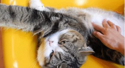 你见过猫咪吞口水吗,猫咪有肚脐眼吗