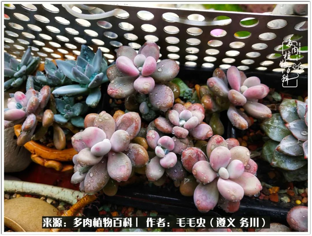 多肉可抵岁月,多肉之花语