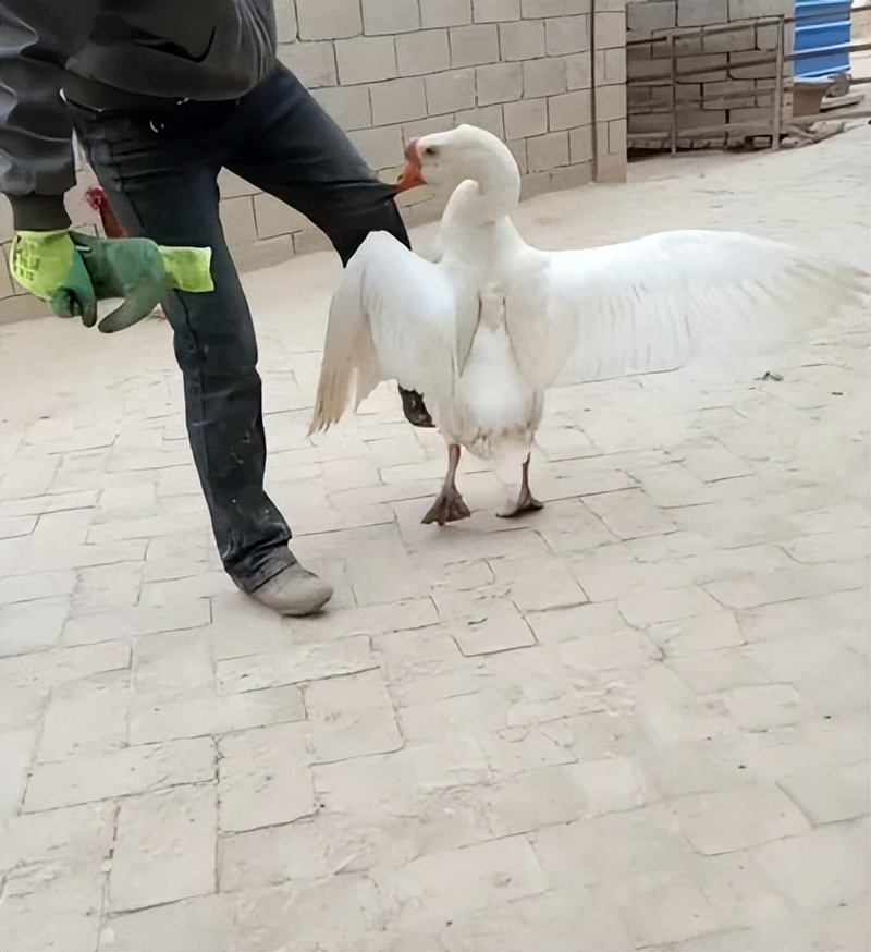 大鹅是杂食性动物吗,为什么鹅是素食性动物